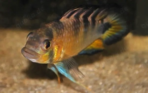 Apistogramma Rositae Wildfang