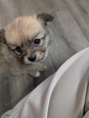 3 kleine Hündinnen  Bild 3