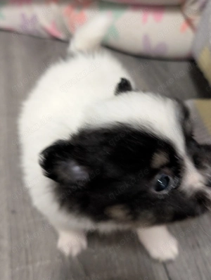 3 kleine Hündinnen  Bild 2