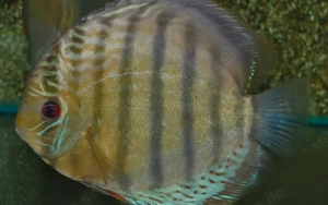 Tefé Diskus Wildfang   große, kräftige Tiere