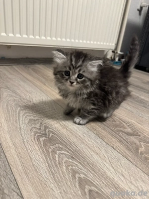 1 süße BKH BLH   6 Wochen alt   weibchen