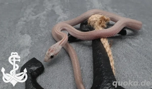 Kornnatter Cinder pärchen 2024