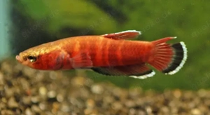 Betta channoides Wildfang 