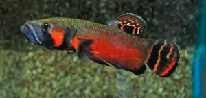 Betta macrostoma Wildfang   Großmaul-Kampffisch