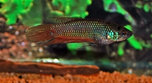 Betta smaragdina Wildfang
