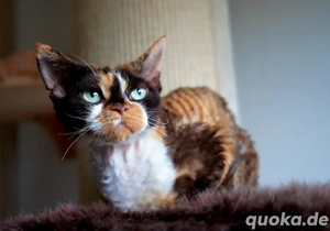 wunderschöne devon rex Katzen. 