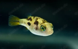 Zwerg-Kugelfisch Wildfang   Carinotetraodon travancoricus