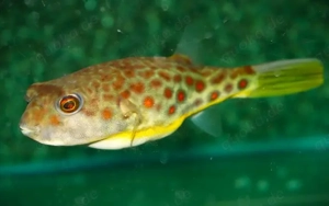 Cross River Kugelfisch Wildfang   Tetraodon pustulatus (L 10 15 cm)   sehr selten