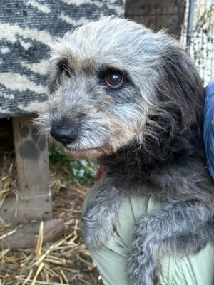 Ana sucht Ihre Menschen!