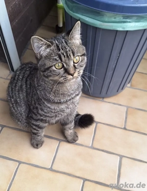 Mischlingskätzchen BKH BLH