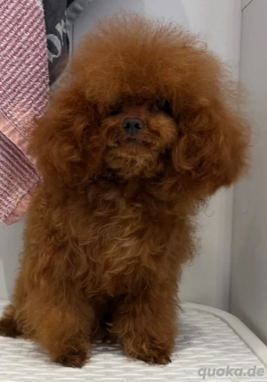 asiatischer toypudel deckrüde genetisch getestet