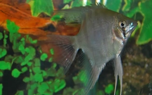 Skalar leopoldi Wildfang   Pterophyllum leopoldi