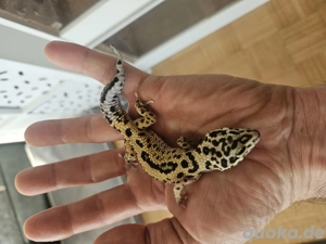 leopardgecko 