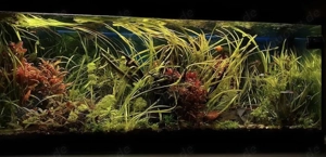 Zierfische & Raritäten verfügbar   Anfrage willkommen