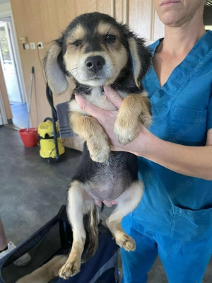 Fekete-Cser, PS in Ungarn,  eine kleine Hündin mit viel Herz