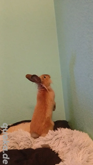 suche zuhuse meine name ist Flöckie