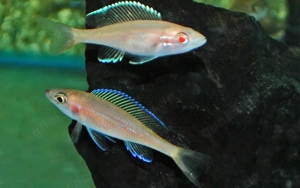 Paracyprichromis nigripinnis Albino   Tanganjika Buntbarsch