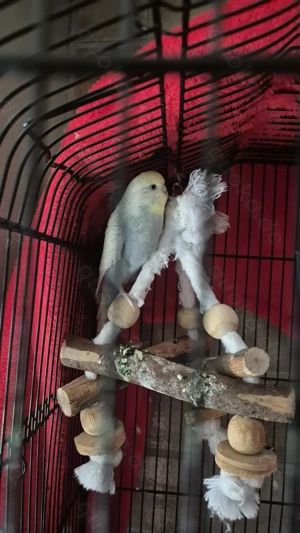 Wellensittich-Männchen, 2 Jahre alt