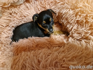 Der kleine rehpinscher sucht noch ein Zuhause 