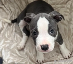    Welpe   American Bully Mix   Erstgeborene  Alpha Tier      