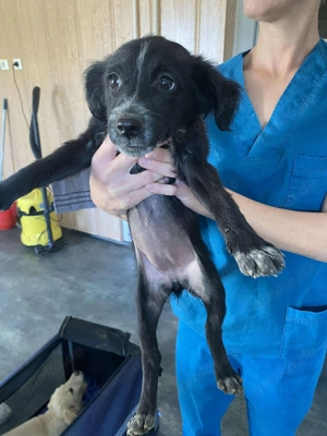 Fekete, PS in Ungarn, ich bin eine kleine, lebhafte Hündin, die neugierig die Welt entdeckt.