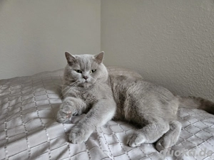Puschkin bkh lilac deckkater (kein Verkauf) Bild 4