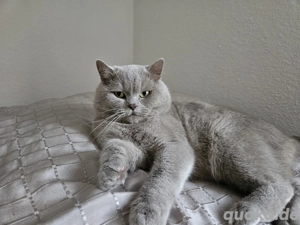 Puschkin bkh lilac deckkater (kein Verkauf)