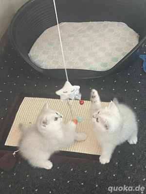 Bkh silver tabby reinrassig, kitten Katzenbabys