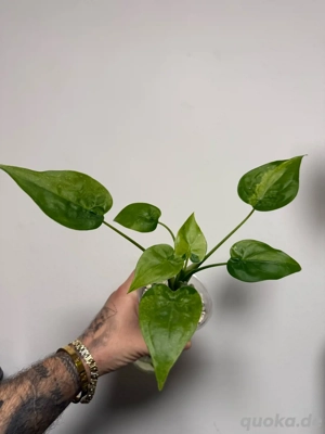 alocasia cucullata aurea variegata