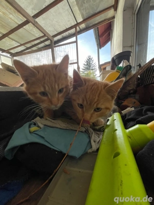 2 Rote Kater abzugeben