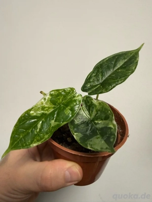 Alocasia Dragon Scale Stardust