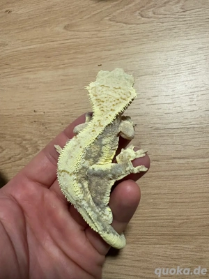 1.0 Kronengecko Lilly White 