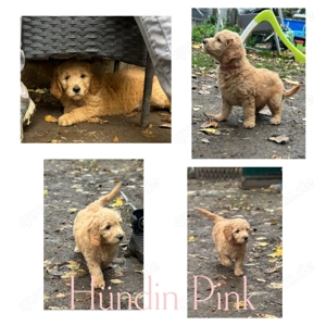 Golden Doodle welpen 