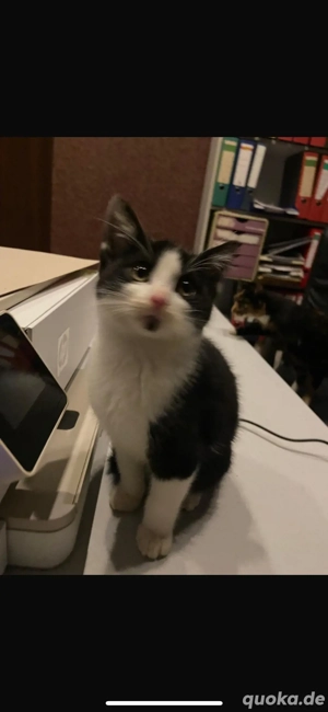 Katzenbabys (geb. 17.08.2025) suchen liebevolles Zuhause