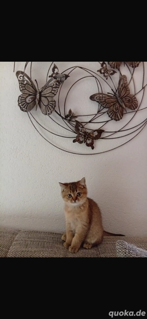 britisch black golden dabyy 