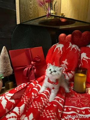 Reinrassige BKH Weinachtskitten