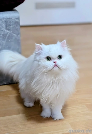 Schneeweißer Perser-Deckkater mit Erfahrung   