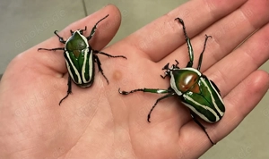 Dicronorrhina derbyana derbyana - Rosenkäferlarven L1 L2 L3