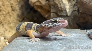  Tremper Albinos