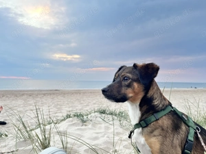 Biete Hundebetreuung