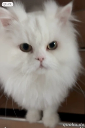 Perser und Chinchilla mix kater