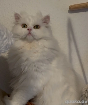 Perser und Chinchilla mix kater