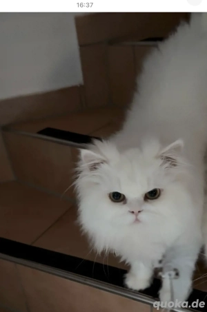 Perser und Chinchilla mix kater