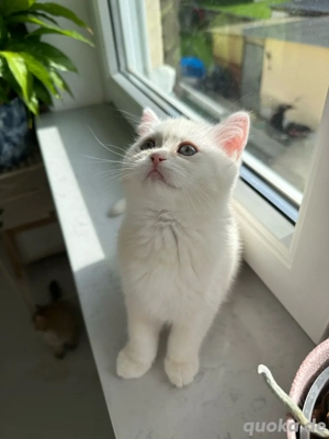 BKH weiß-gold kater