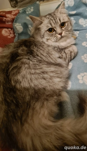 lona britischlanghaar perser mischling