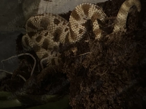 1.0 Heterodon nasicus