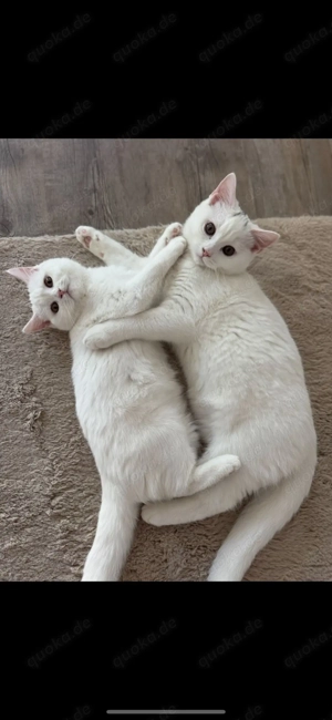 Britisch-Kurzhaar Katze & Kater suchen neues, liebevolles Zuhause