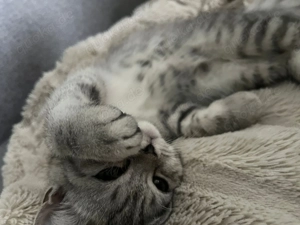 Kitten BKH Katzenbaby