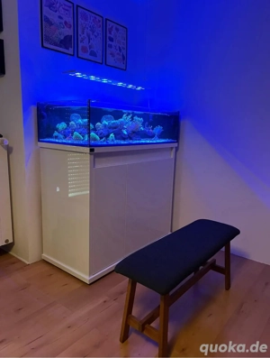 Große Auswahl an Meerwasserfischen & wirbellosen Tieren