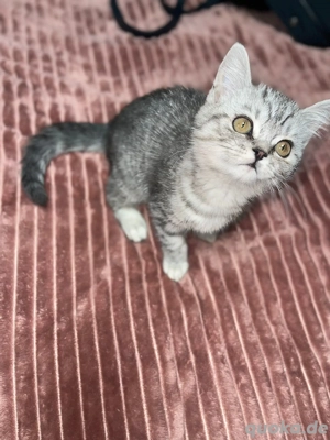 BKH Kater sucht ein neues Zuhause   